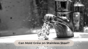 Can Mold Grow on Stainless Steel