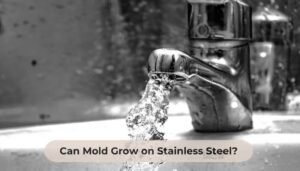 Can Mold Grow on Stainless Steel?