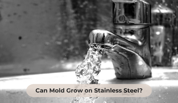 Can Mold Grew on Stainless Steel Can Mold Grow on Stainless Steel